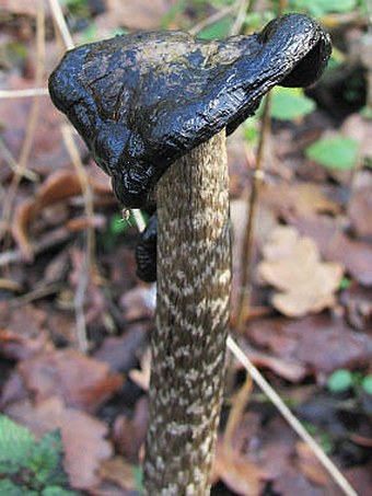 Coprinus comatus