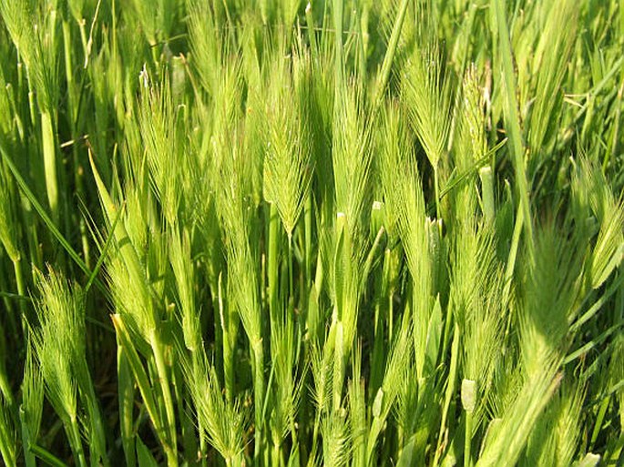 HORDEUM GENICULATUM All. - ječmen štětinatý / jačmeň tuhoštetinatý