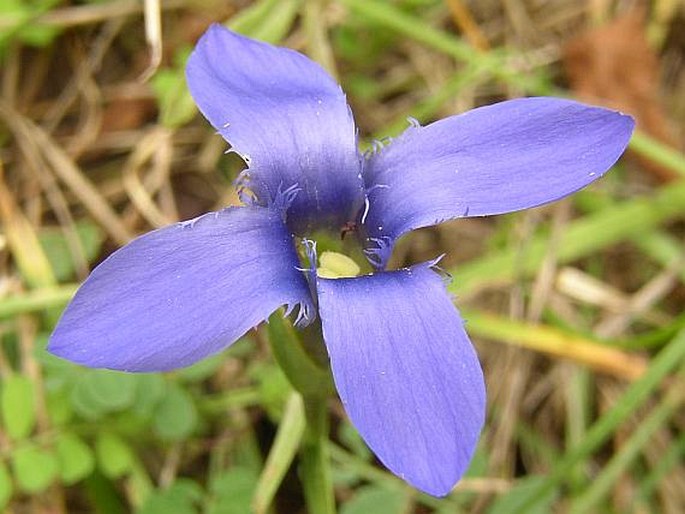 Gentianopsis ciliata