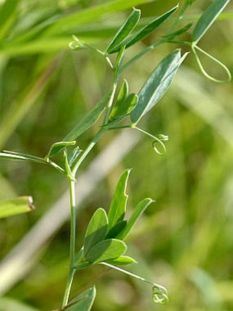 Lathyrus tuberosus