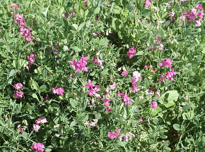 Lathyrus tuberosus