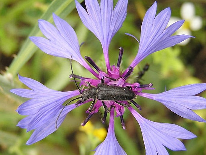 Cortodera steineri