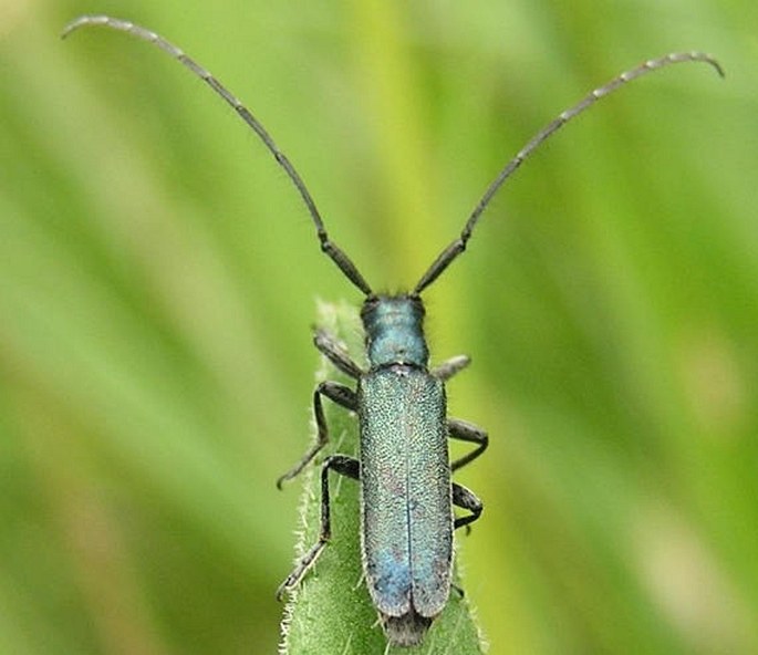 Agapanthia intermedia