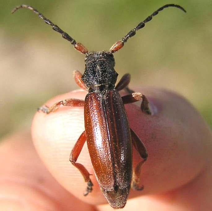 Carinatodorcadion fulvum