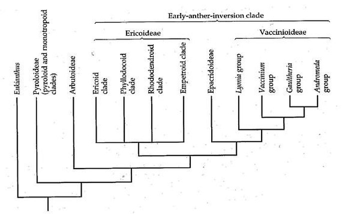 Fylogenetické vztahy v rámci široké čeledi Ericaceae