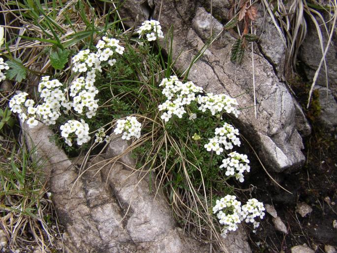 Pritzelago alpina