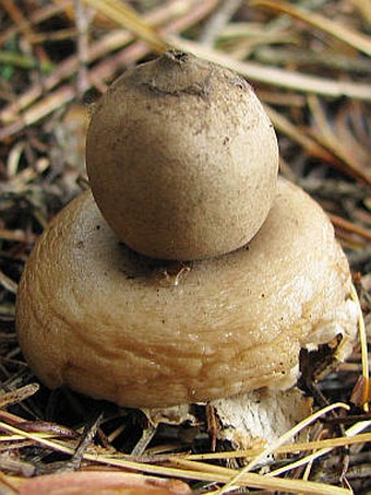 Geastrum fimbriatum