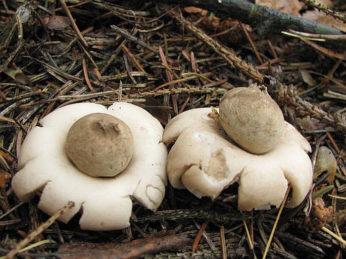 Geastrum fimbriatum