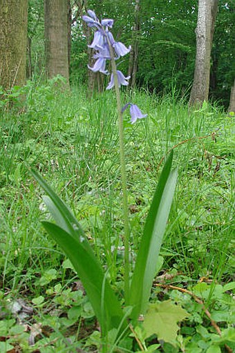 Hyacinthoides hispanica