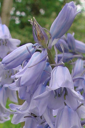 Hyacinthoides hispanica