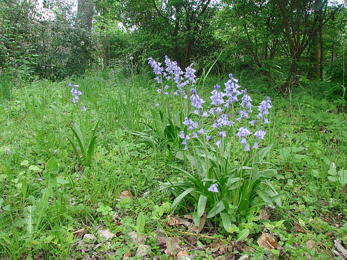 Hyacinthoides hispanica