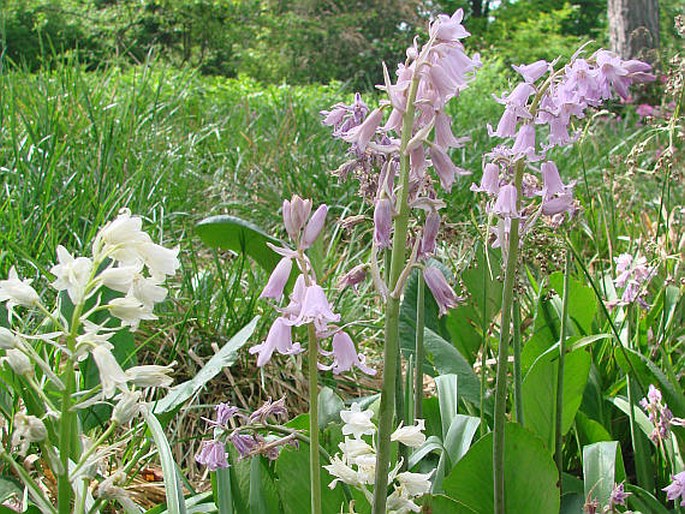 Hyacinthoides hispanica