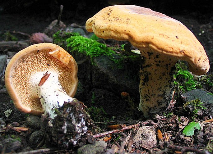 Hydnum repandum