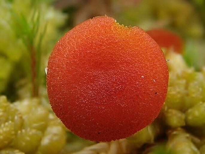 Hygrocybe coccineocrenata