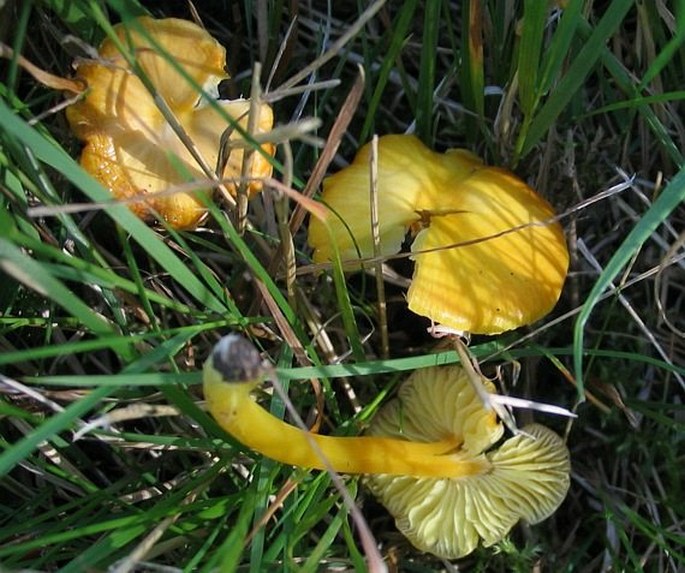 Hygrocybe chlorophana