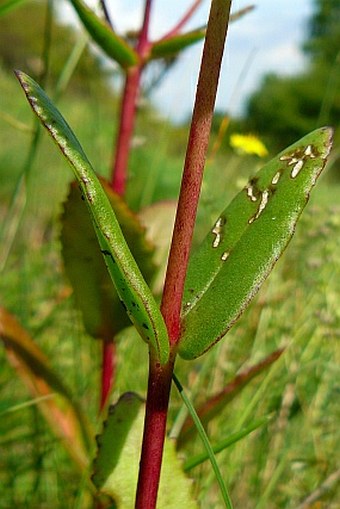 Hylotelephium jullianum