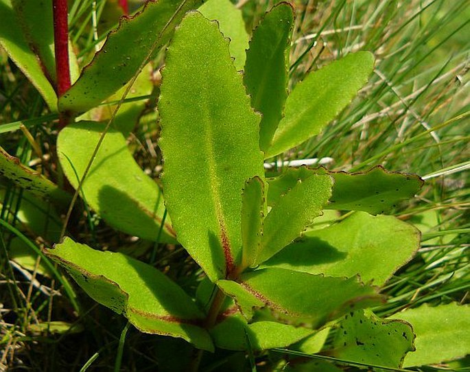 Hylotelephium jullianum