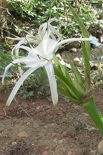 Hymenocallis littoralis