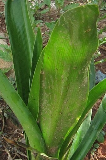 Hymenocallis littoralis