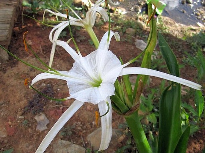 HYMENOCALLIS LITTORALIS (Jacq.) Salisb.