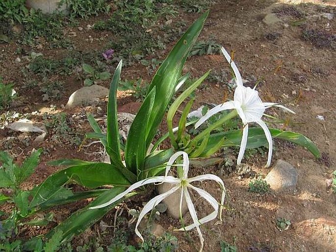 Hymenocallis littoralis