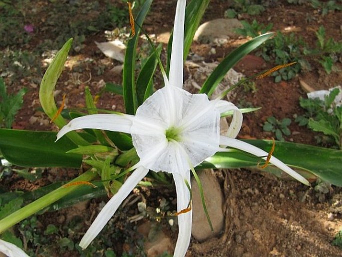 Hymenocallis littoralis