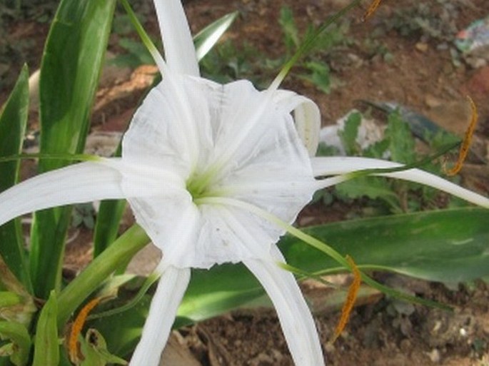 Hymenocallis littoralis