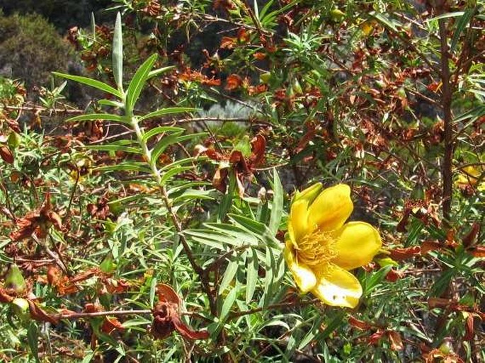 Hypericum lanceolatum subsp. angustifolium