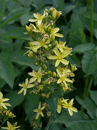 Hypericum hirsutum