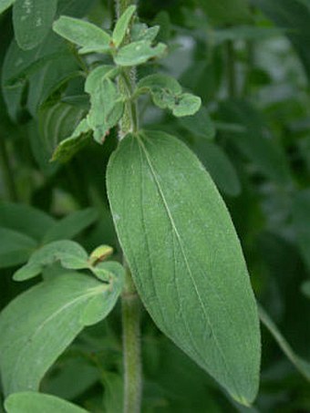 Hypericum hirsutum