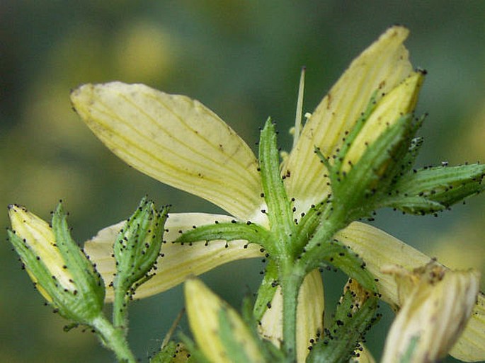 Hypericum hirsutum