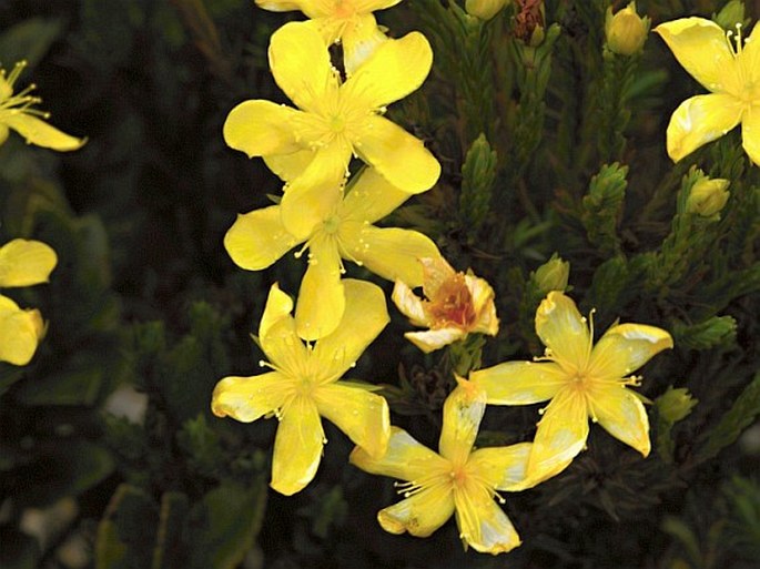 Hypericum costaricense