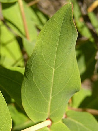 Hypericum grandifolium