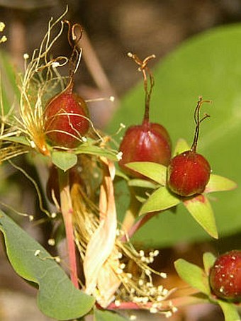 Hypericum grandifolium