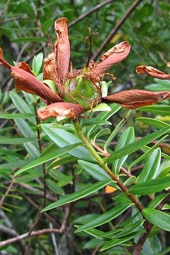 Hypericum lanceolatum