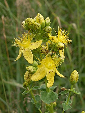 Hypericum maculatum