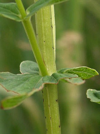 Hypericum maculatum