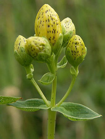 Hypericum maculatum