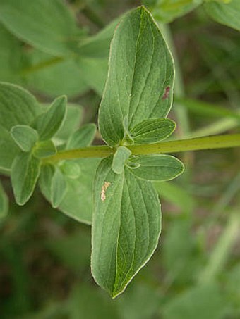 Hypericum maculatum