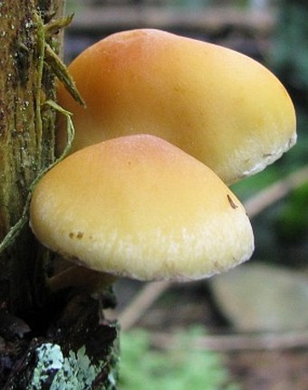 Hypholoma capnoides