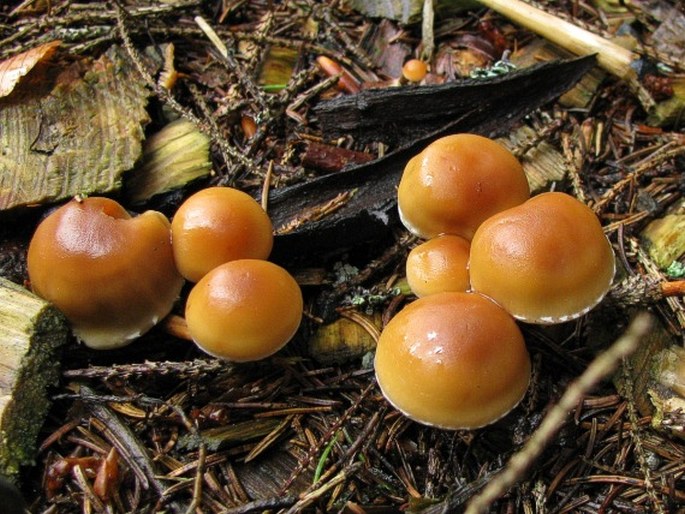 Hypholoma capnoides