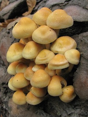 Hypholoma fasciculare