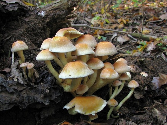 Hypholoma fasciculare