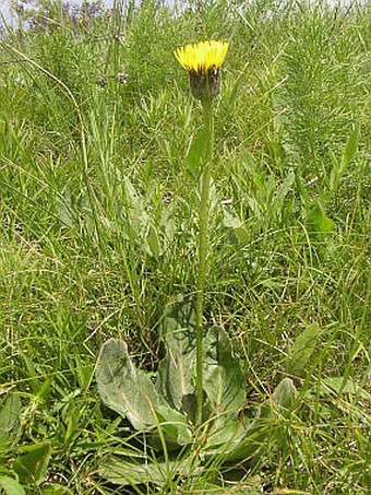 Hypochaeris maculata