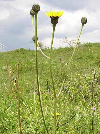 Hypochaeris maculata