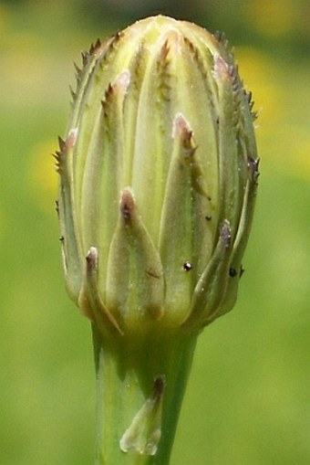 Hypochaeris radicata