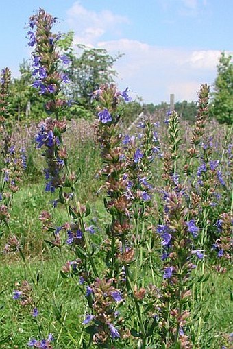 Hyssopus officinalis