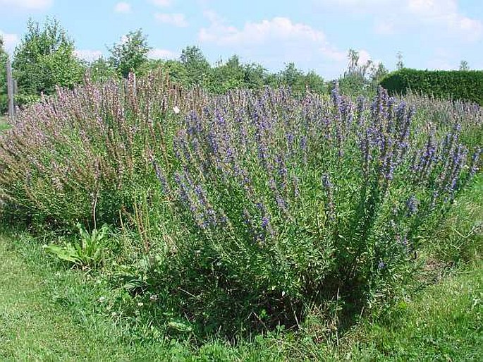 Hyssopus officinalis