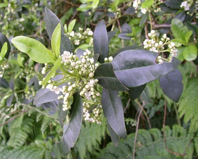 Ilex canariensis