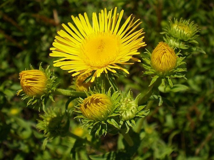 INULA BRITANNICA L. – oman britský